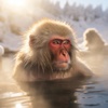 サル